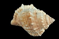 藏品(赤蛙螺)的圖片